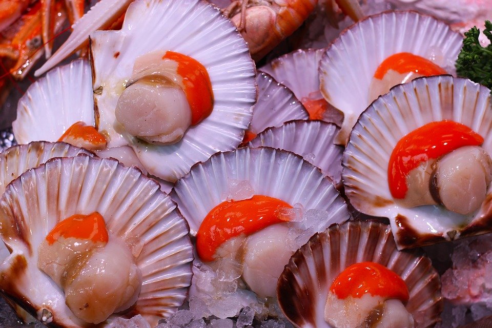 Scallop